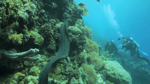 Free swimming moray eel with divers in the background Stock Footage 22738960