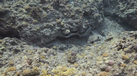 Free swimming moray eel Stock Footage 22708274