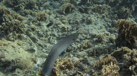 Free swimming moray eel 動画素材 22708322