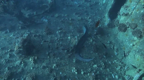 Free swimming Moray eel at the ship werck 動画素材 22696935