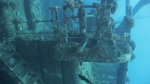 Free swimming Moray eel at the ship werck Stockbeeldmateriaal 22697301