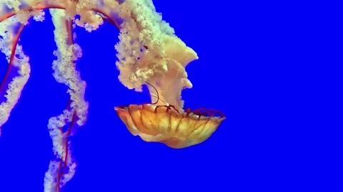 Free-swimming translucent orange Pacific Sea Nettle jellyfish on blue background Stock Footage 230443764