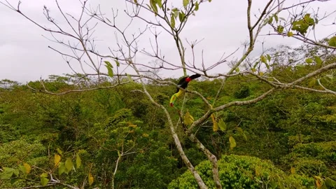 Free Tucan Video stock 159811452