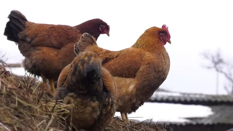 Free walking hens on the straw. 스톡 동영상 110826245