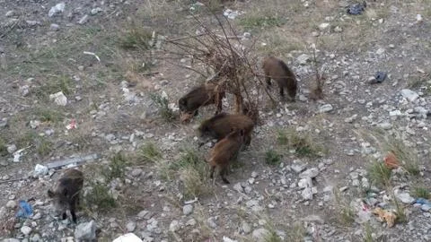 Free wild boars Stock Photos