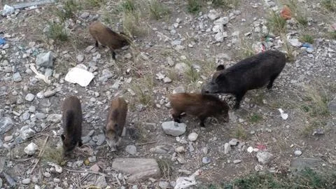 Free wild boars Foto stock