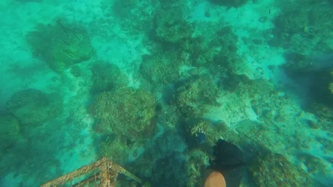 Freedive mactan 2 Stock Footage 258644518