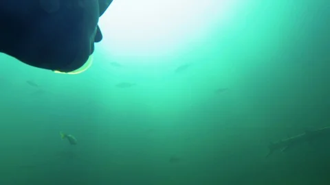 Freediver diving towards a school of big perch Stock Footage 121200211