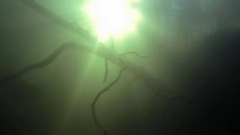 Freediver diving under fallen tree with sunbeams flashing in the background. Stock Footage 83259639