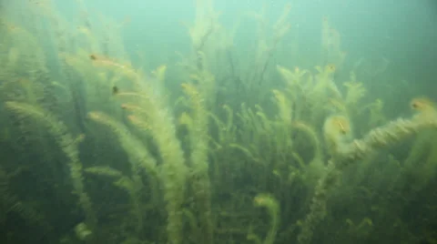 Freediver exploring underwater world 스톡 동영상 24905302