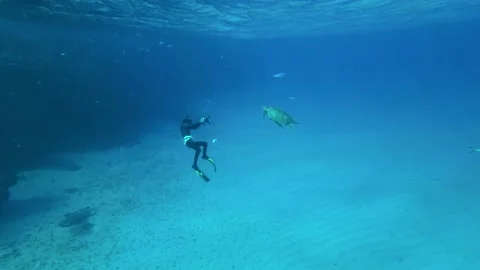 Freediver shots Sea Turtle simming underwater Stock Footage 232773395