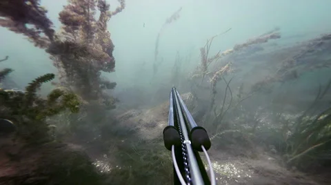 Freediver Spear Fishing and Going Through Hardcore Algae Stock Footage