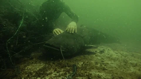 Freediver strokes back and head of large wels catfish Video stock 323493446