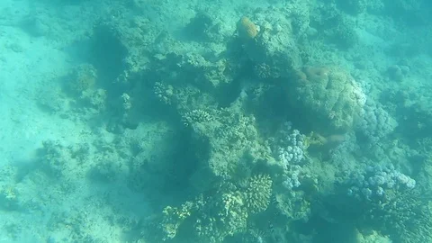 Freediving with action camera into Red Sea in Egypt Stock-Footage 123380464