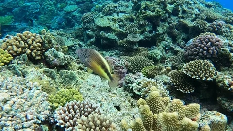 Freediving Along the Coral Following Tropical Fish Stock Footage