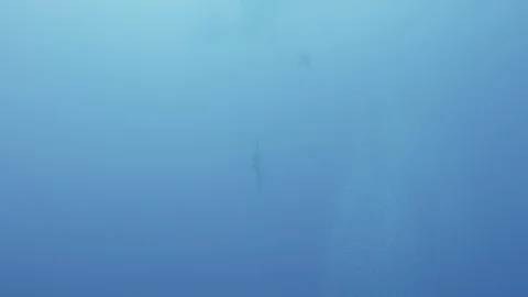 Freediving descending Stock Footage 118509597