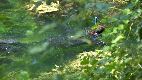 Freediving for Fish 動画素材 313340894