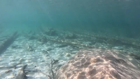 Freediving with a group of fish at Chilliwack lake, BC Canada Stock Footage 149807487