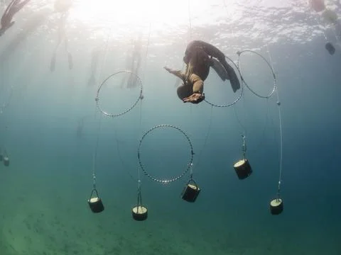 Freediving obstacle course Fotos Stock