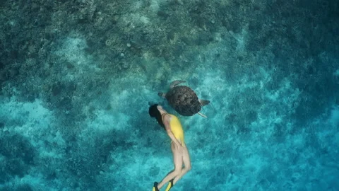 Freediving or snorkeling trips. Large turtle and young girl swimming underwater Stock Footage 135349588