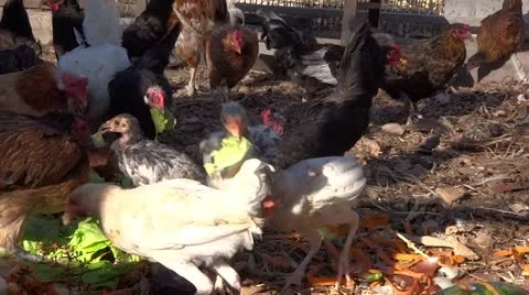 Freedom chicken eating organic food Stock Footage