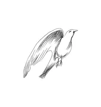 Freedom concept. Hand drawn pigeon flying out of two hands. Freedom of life Stock Illustration