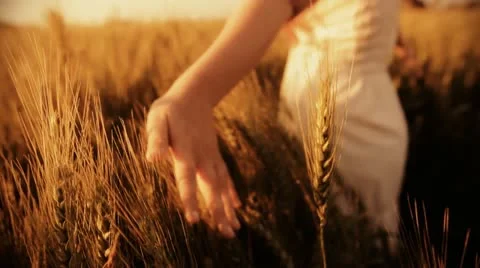 Freedom hand green organic agriculture Wheat Harvesting Landscape Crop field Stock Footage