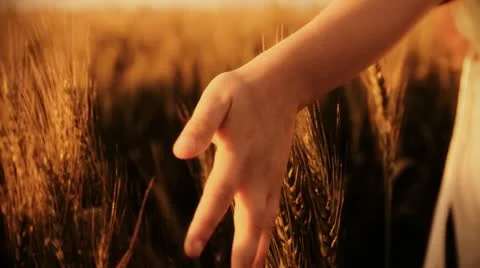 Freedom hand green organic agriculture Wheat Harvesting Landscape Crop field Stock Footage