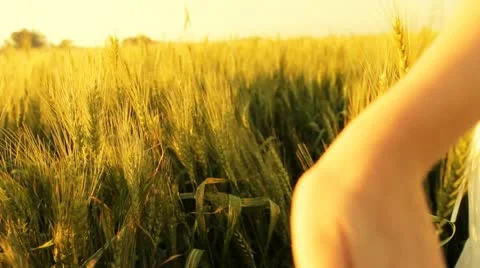 Freedom hand green organic agriculture Wheat Harvesting Landscape Crop field Stock Footage