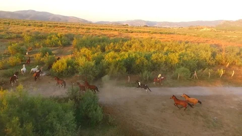 FREEDOM HORSES 스톡 동영상 88831859