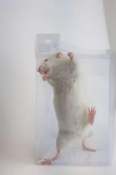 Freedom path concept. white mouse Stock Photos