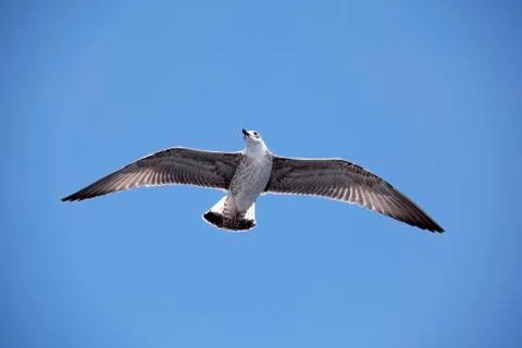 Freedom Stock Photos
