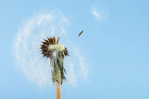 Freedom Stock Photos