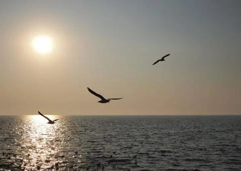 Freedom Stock Photos