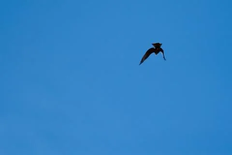 Freedom Stock Photos