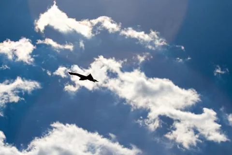 Freedom Stock Photos