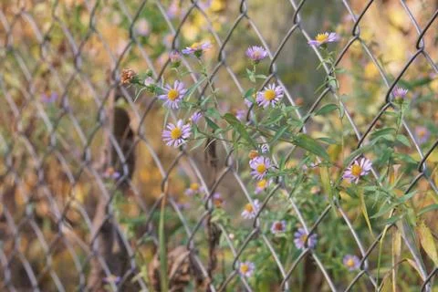 To freedom. Stock Photos