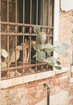 Freedom Stock Photos