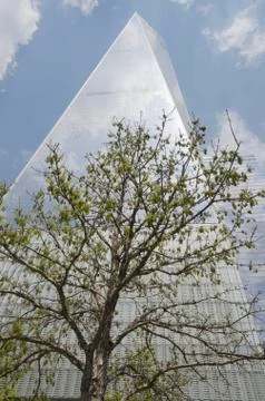 Freedom tower with a tree in front, NYC Stock Photos