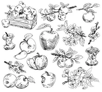 Freehand drawing apples Stock Illustration