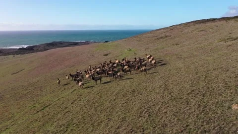 Freeing the Deer 動画素材 137429595