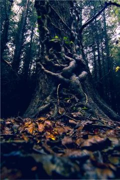 Freeky Tree Foto stock