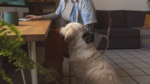 Freelance Girl with Arm Prosthesis Using Computer and Playing with Dog Video stock 244918076