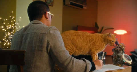 Freelance man work in home office at night with computer cat distracting it Stock Footage 222773069