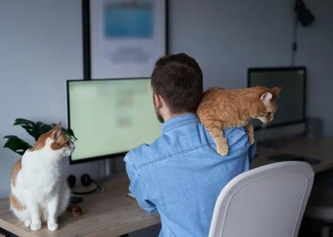 Freelance software developer working from home office with two cats near him Stock Photos