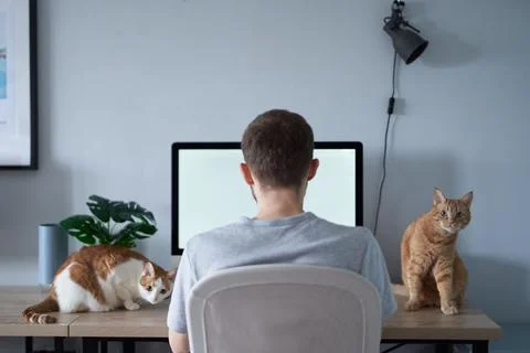 Freelancer developer or designer working at home office with two cats on table Stockfoto's