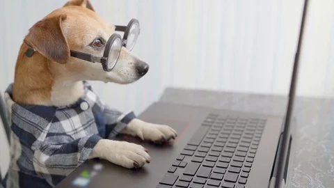Freelancer hungry dog looking to computer  screen and licking Vídeo Stock 127045061