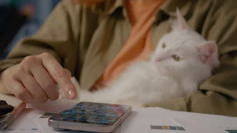 Freelancer takes a break to pet her white cat while using her phone at home Stock Footage 302907463