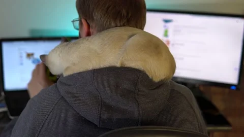 A freelancer works from home remotely on two computers. A cat sits on the sho Video stock 203820826
