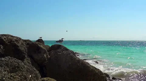 Freeport Ocean 1 HD Shore and Seagull Stock-Footage 10775151